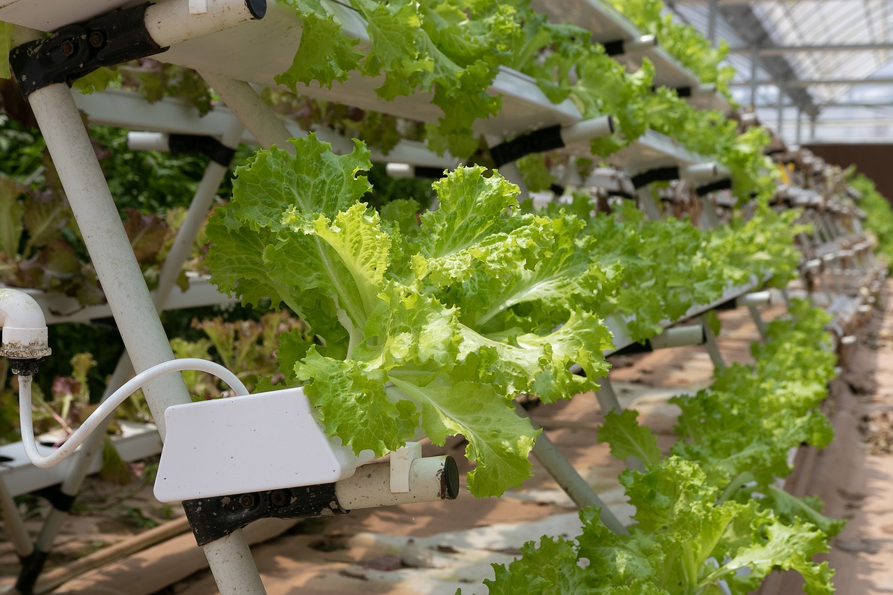 All That You Should Find Out About Hydroponics: Increase Vegetation Without Soil In The Home